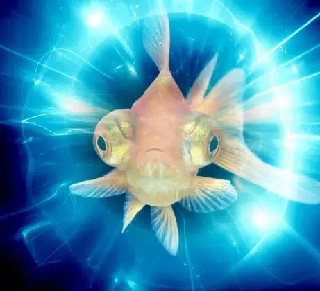 QFISH